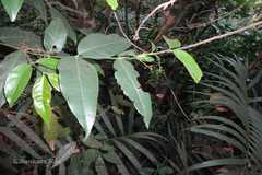 Octotropis travancorica